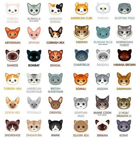 Pin By Ws Teera On Hello Kitty Cat Breeds Types Of Cats Breeds