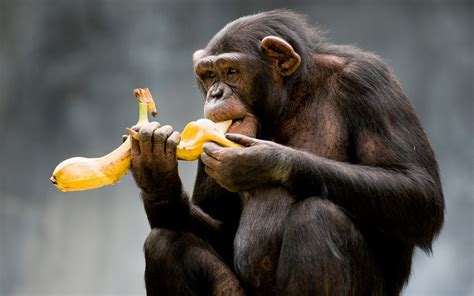 Scimmia Con Banana Eva Lo Sapeva