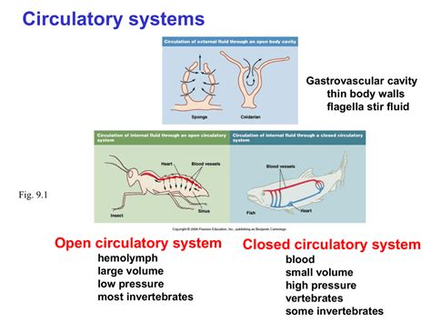 Open And Closed Circulatory System Compare And Contrast Open And Closed