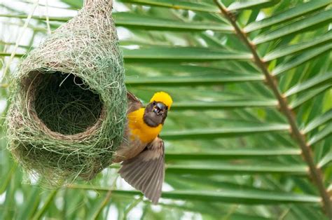 Different Types Of Bird Nests With Pictures Az Animals
