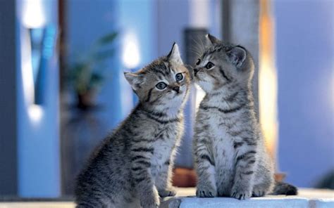 Give Me A Kiss Dear Meow Cat Kiss Animal Hd Wallpaper Peakpx