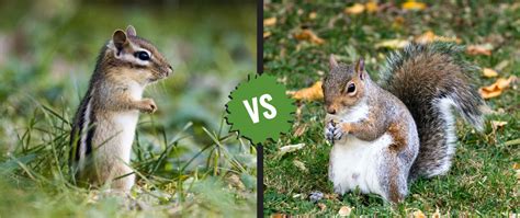 Chipmunk Vs Squirrel Key Differences In Behavior And Habitat