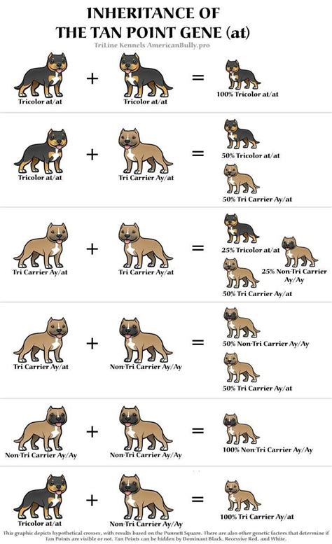 Pitbull Puppy Feeding Chart