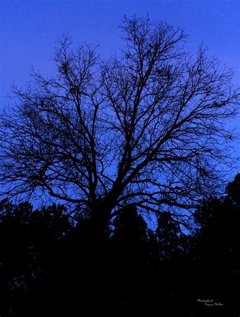 Dusk Blue Tree Photograph By Suzanne Mcclain Fine Art America