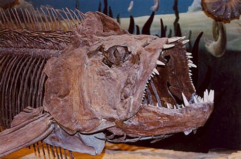 Xiphactinus Fish Fossil Fossil Bones Prehistoric Animals
