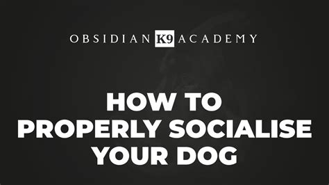 How To Properly Socialise Your Dog Obsidian K9 Academyobsidian K9 Academy