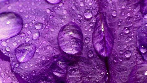 Purple Flower Wallpapers Wallpaper Cave