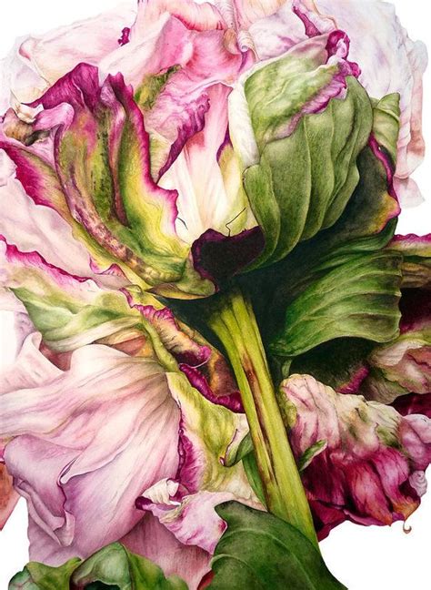 Peony Ii Art Print By Marie Burke Botanical Art Flower Painting