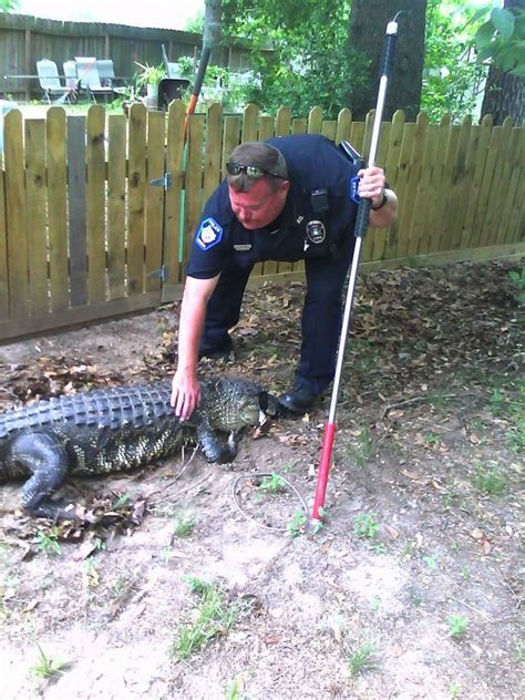 Conroe Pd Officer Pins Gator In Yard