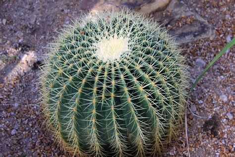 Golden Barrel Cactus Image Free Stock Photo Public Domain Photo