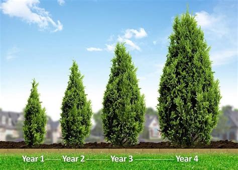 Emerald Green Arborvitae In 3 Inch Pots 6 12 Inches Tall In 2021