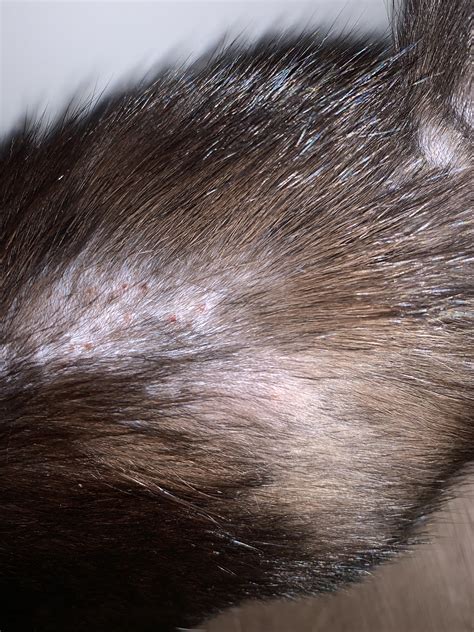 Small Rash On Cat With Pandora Syndrome Thecatsite