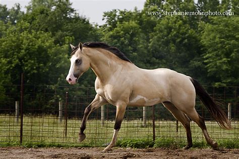 $3,400 soldier 2004 qhxtb gelding. River Running | Dun overo paint stallion CW River of Gold ...