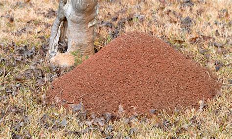 Fire Ant Mound Vs Regular Ant Mound What Are The Differences Wiki Point