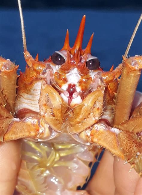 The Face Of A Rugose Squat Lobster Munida Rugosa Rmarinebiology