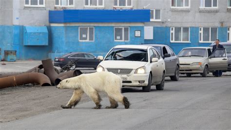 ‘starving Polar Bear Wanders Into Siberian Town Colorado Public Radio