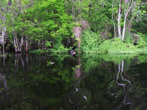 Florida Swamp Scenery Photograph By Valia Bradshaw