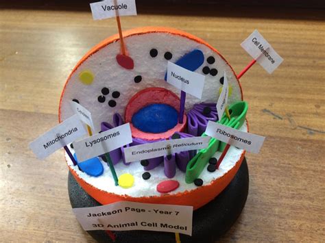 Animal Cell Project With Labels