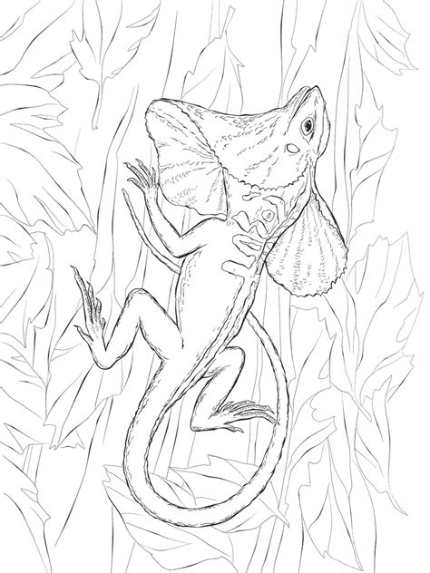 Lizard Coloring Pages Free Printable Coloring Pages For Kids