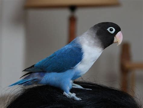 What Is A Blue Masked Lovebird Description Does It Talk Feeding