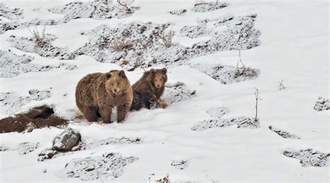 A Study Of The Himalayan Brown Bear Population In India Nature Infocus