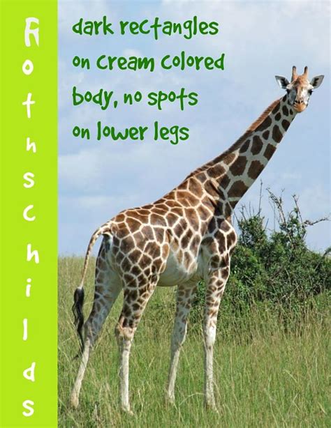Giraffe Facts Animal Facts Encyclopedia