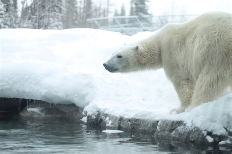 Simply Abbie The Polar Bear Habitat