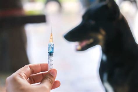 Rabies Vaccine For Dogs Great Pet Care
