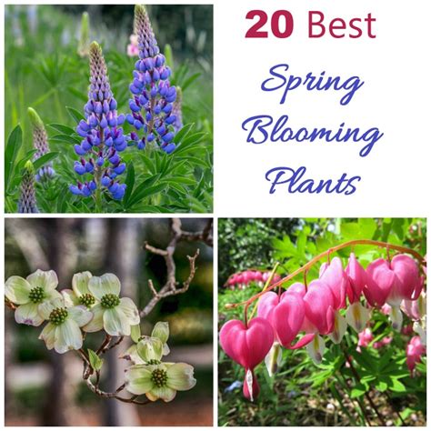 Spring Blooming Plants 20 Top Picks For Early Spring Flowers Updated