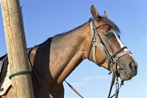 Anti Endotoxin Therapy In Horses Procedure Efficacy Recovery