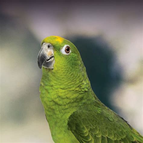 Yellow Naped Amazon Parrot Personality Food And Care Pet