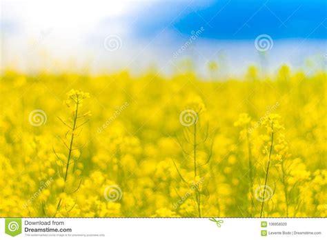 Yellow Flowers And Blue Sky Spring Or Summer Meadow Field Landscape