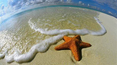 Starfish Full Hd Wallpaper And Background Image 1920x1080 Id437730