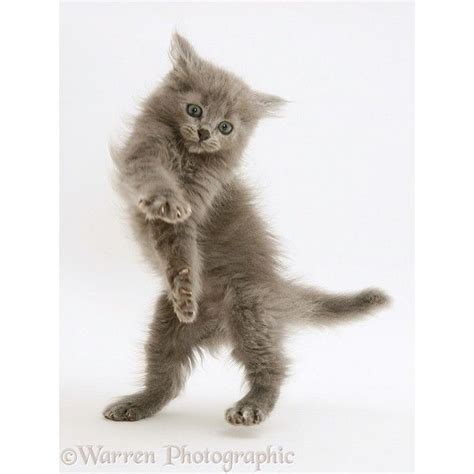 Wp10373 Liked On Polyvore Featuring Cats And Backgrounds Kittens