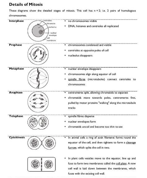 Cell Cycle Worksheet Answers Events In Mitosis With Images Mitosis