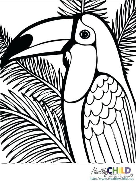 Tropical Rainforest Animals Coloring Pages Sketch Coloring Page