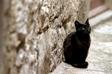 Kot Obraz: Czarny Kot Przynosi Szczescie