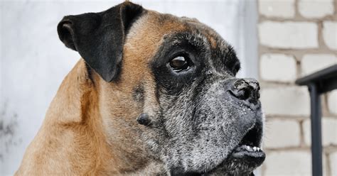 7 Eye Problems In Boxer Dogs Owners Must Know