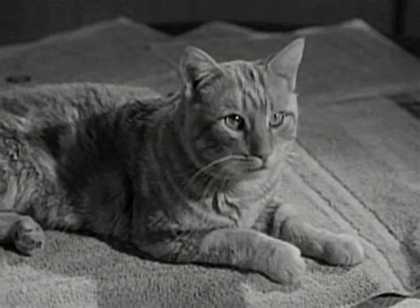 Lassie “the Cat That Came To Dinner” Cinema Cats
