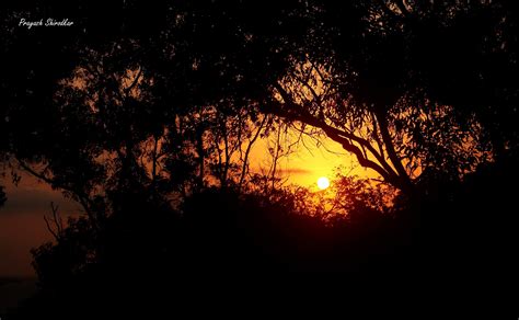 Wallpaper Sunlight Trees Sunset Night Nature Reflection Sky