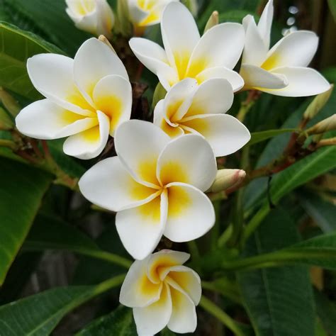 Plumeria Pudica X Fragrant White Pudica Hybrid In Gardentags Plant