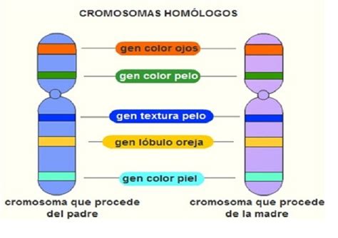 Que Son Cromosomas