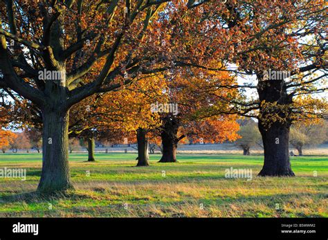 Autumn Trees Richmond Park Richmond Upon Thames Surrey Uk Stock Photo