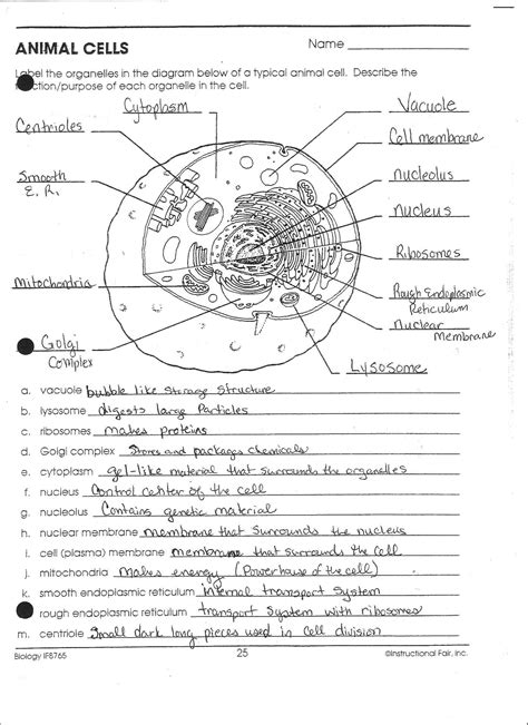 33 Cell Organelles Labeling Worksheet - Free Worksheet Spreadsheet