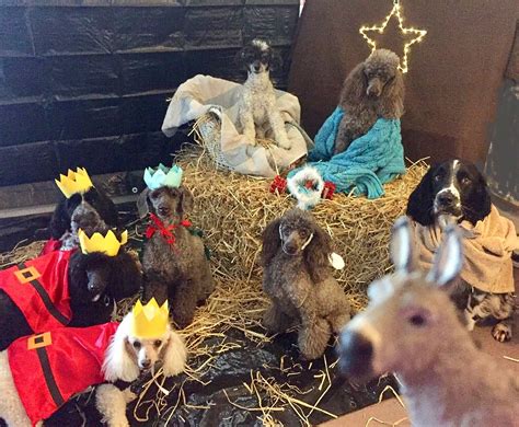 Eight Dogs Pose For Nativity Scene To Capture ‘real Essence Of