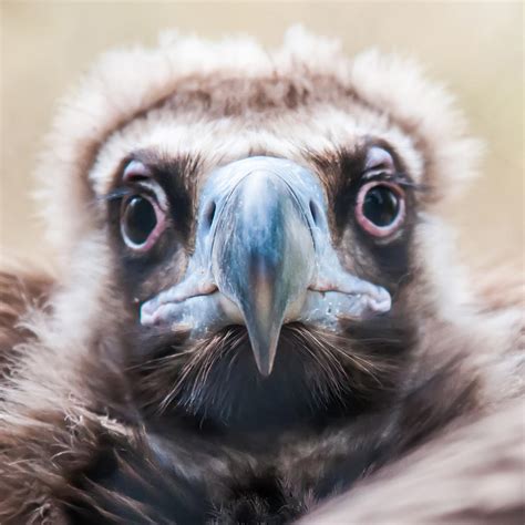 Young Baby Vulture Raptor Bird Photograph By Alex Grichenko Pixels