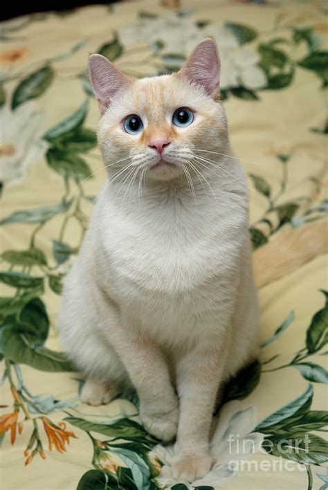 Flame Point Siamese Cat Photograph By Amy Cicconi Fine Art America