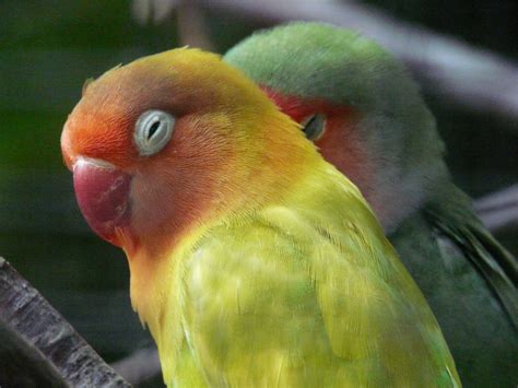 Male and female.prices start at $150 depending on the (420) mutation. 100 Best Names for Lovebirds | PetHelpful