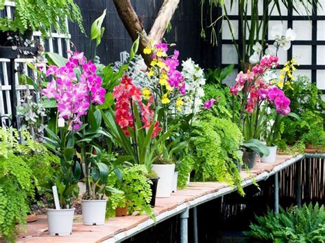 I consigli e i trucchi utili per avere piante dalle incantevoli fioriture e regalare un tocco di eleganza alla casa. Potare le Orchidee - Phalaenopsis - orchidee - Come vanno ...