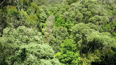 australian rain forest seen from above into the canopy stock image colourbox